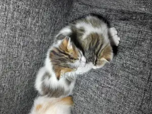 1-3 months Male Mixed Breed Cat