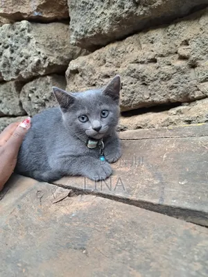 1-3 months Female Mixed Breed Russian Blue