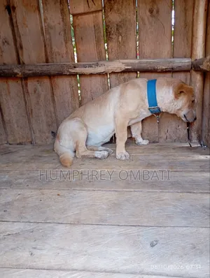 6-12 months Female Purebred Labrador Retriever