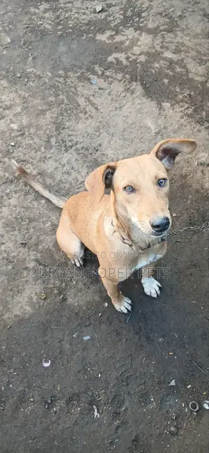 1+ year Female Purebred Basenji