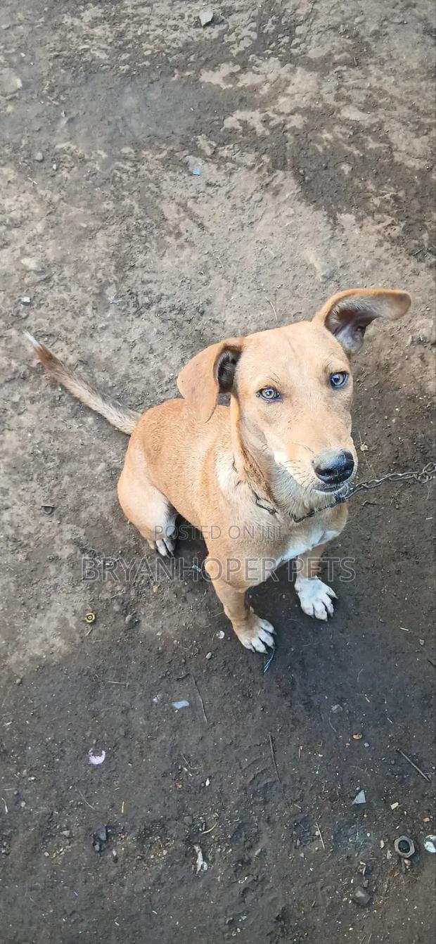 1+ year Female Purebred Basenji