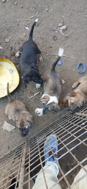 1-3 months Female Mixed Breed Basenji