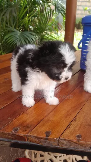 1-3 months Male Purebred Havanese