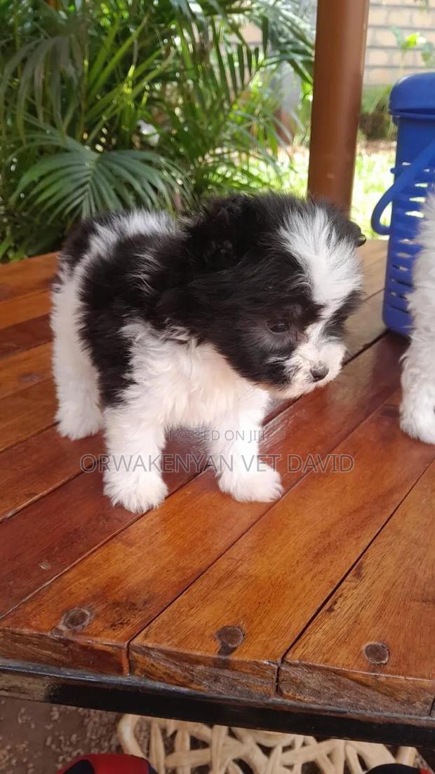 1-3 months Male Purebred Havanese