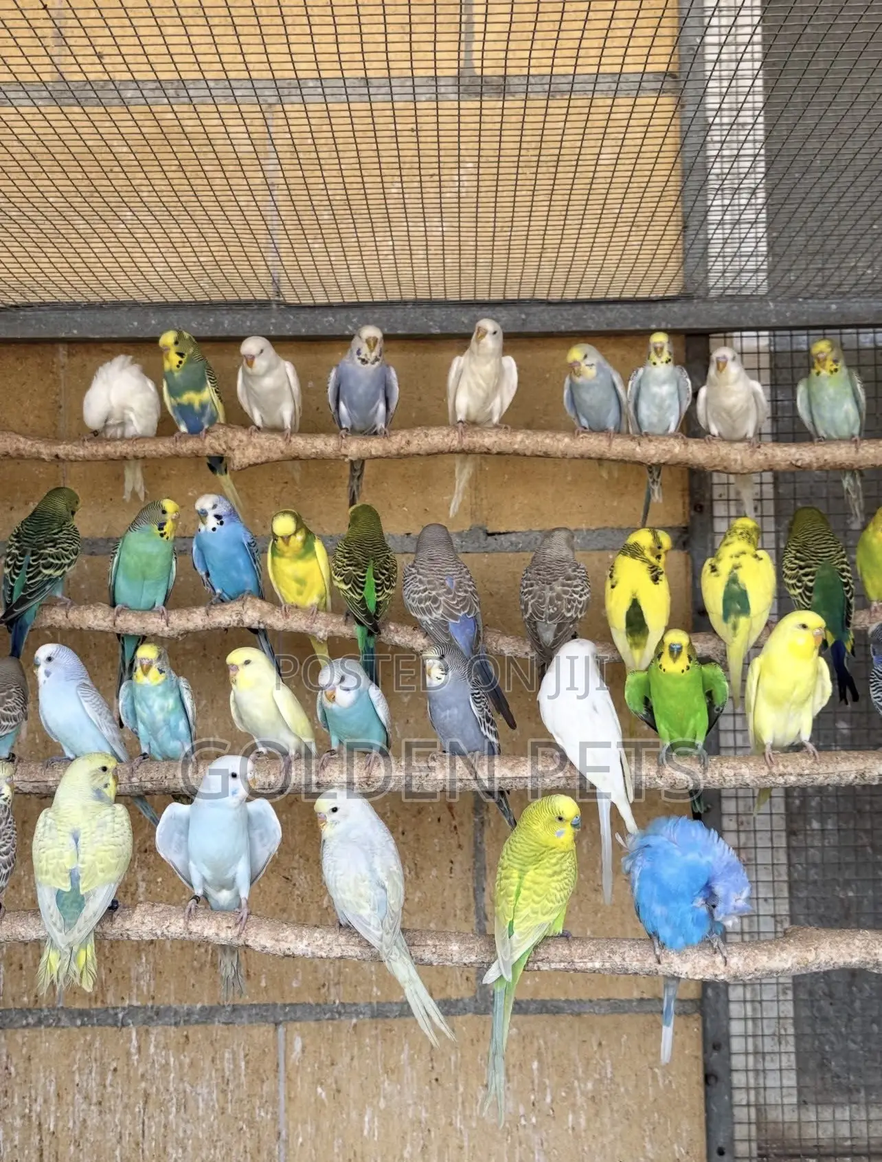 Budgies Free Cage