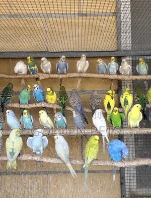 Budgies Free Cage