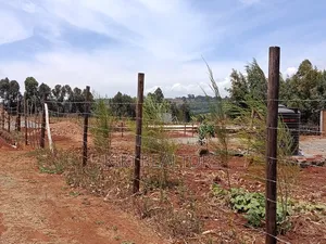 Kikuyu Thigio Prime Plots