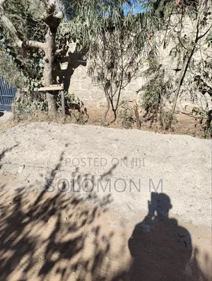 Chicken Manure