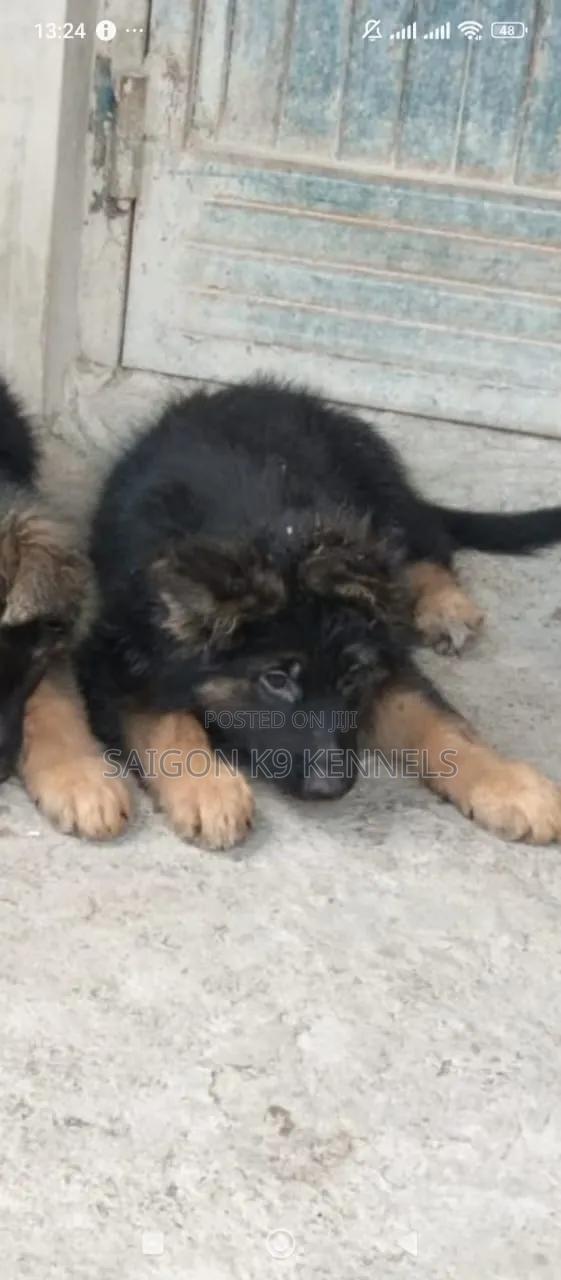 1-3 months Male Purebred German Shepherd