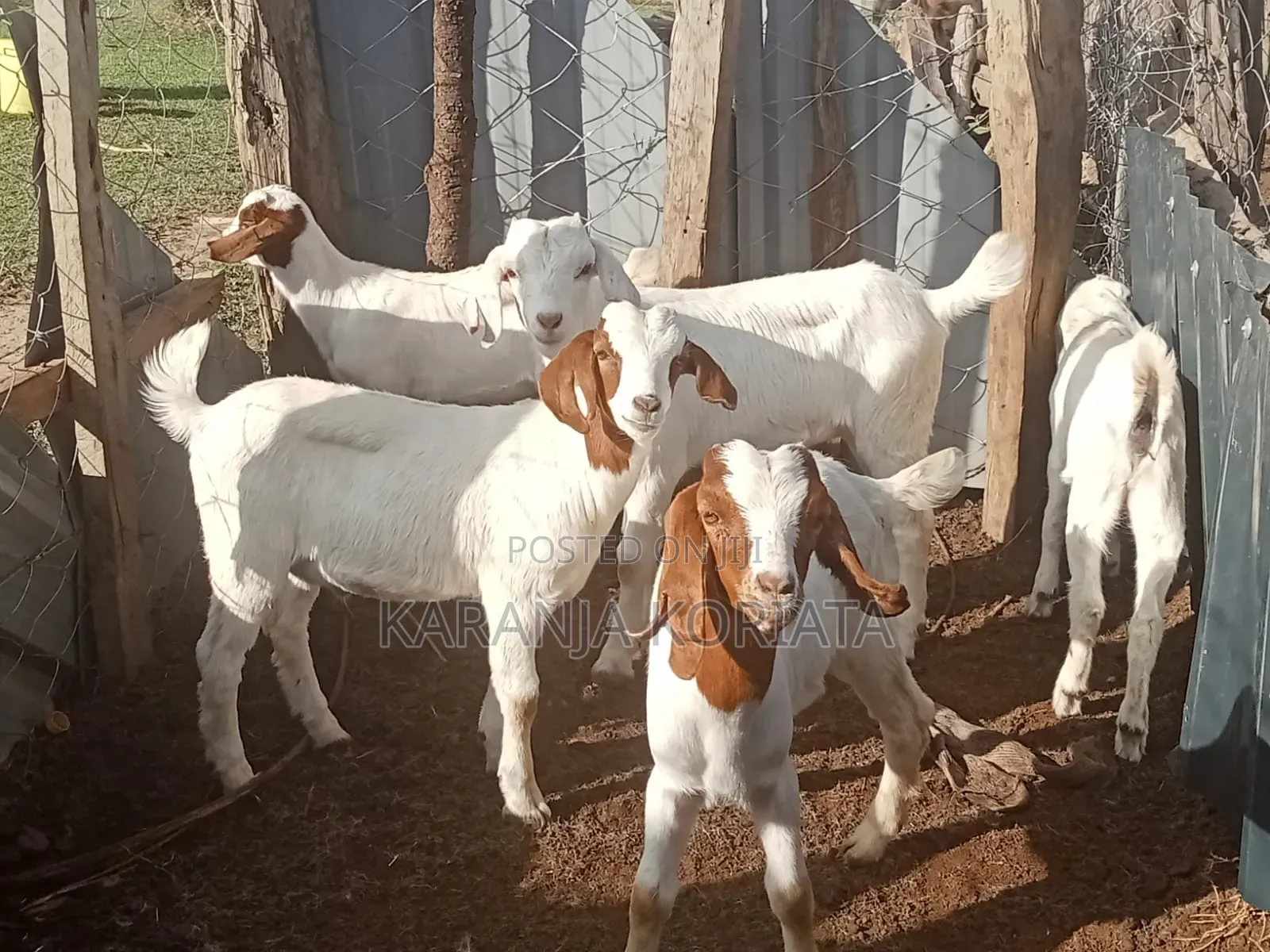 Boer Goets