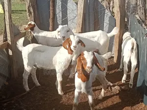 Boer Goets