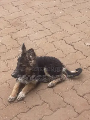 3-6 months Female Purebred German Shepherd
