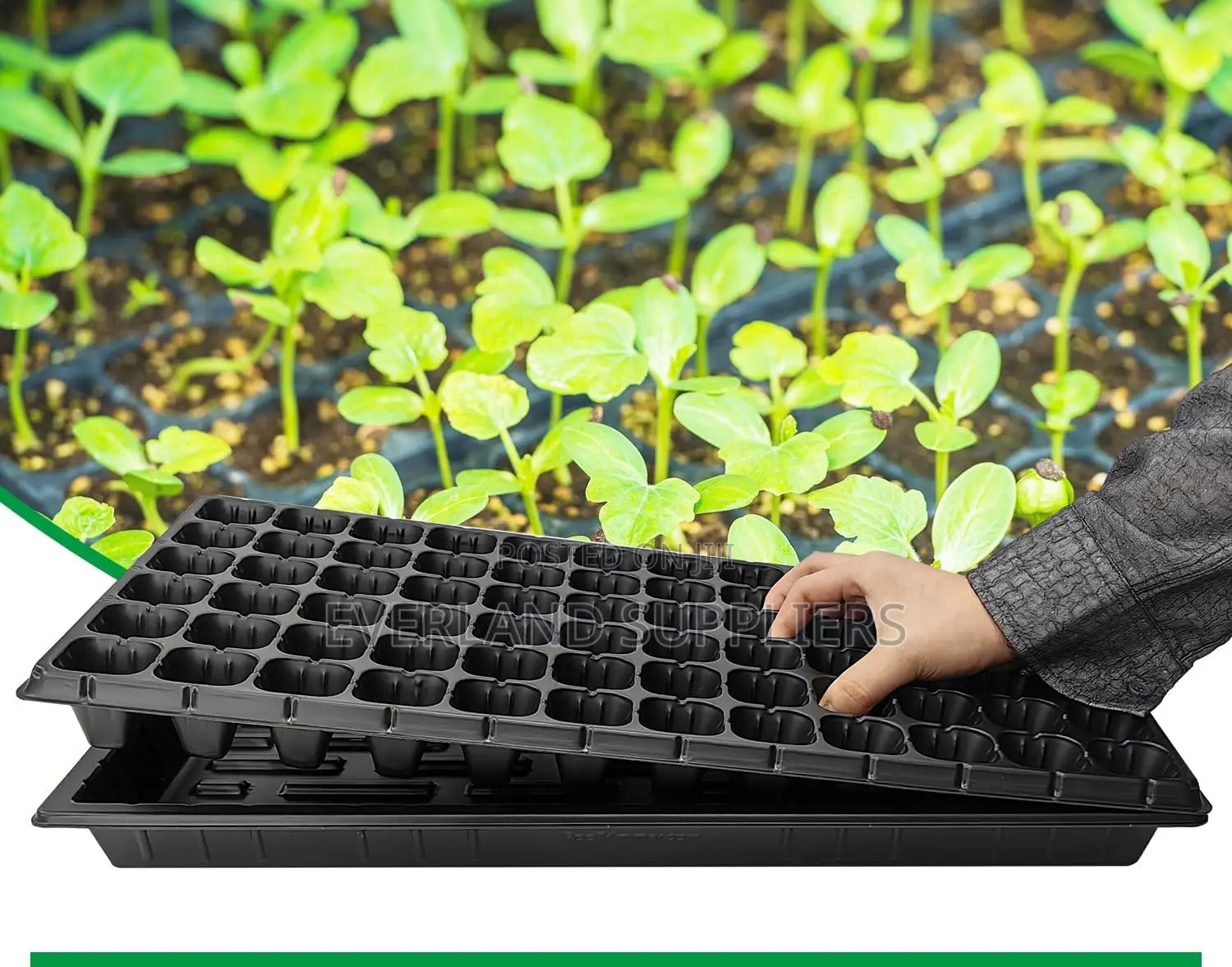 Heavy-Duty Seedling Trays - Wholesale