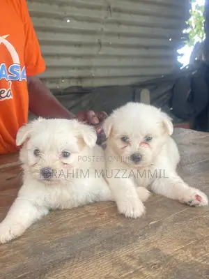 0-1 month Female Purebred Maltese