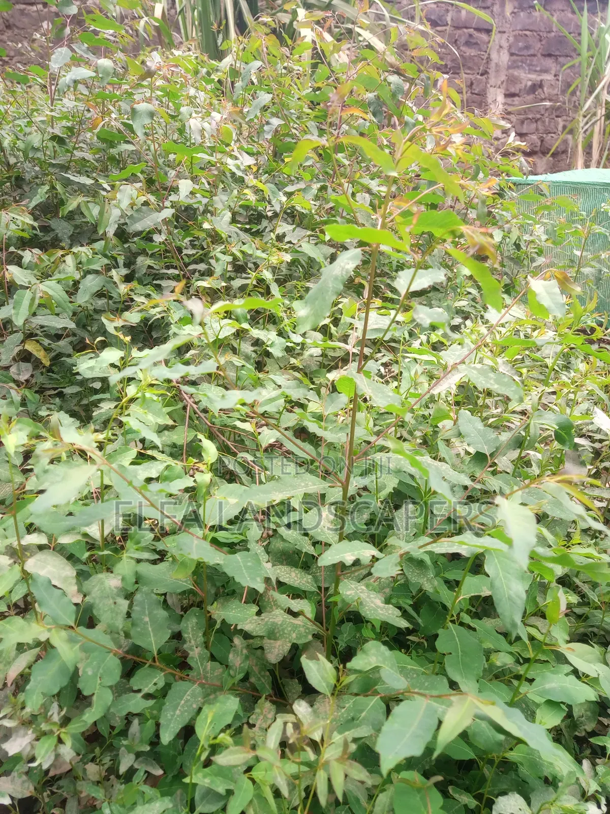 Bluegum Seedlings