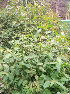 Bluegum Seedlings