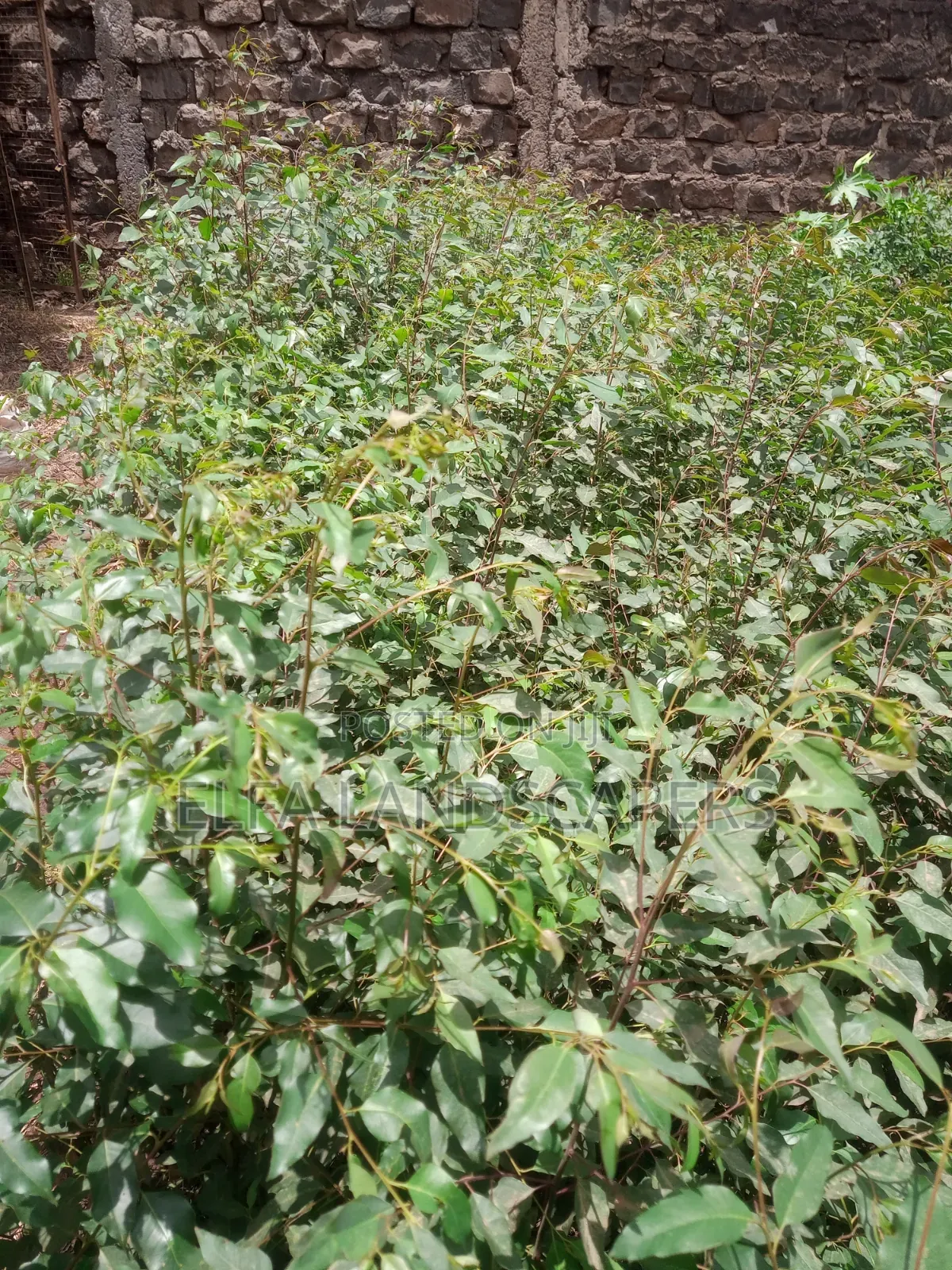 Bluegum Seedlings