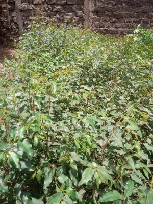 Bluegum Seedlings