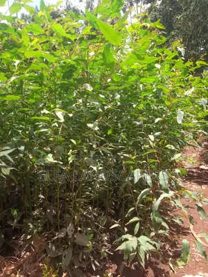 Bluegum Seedlings