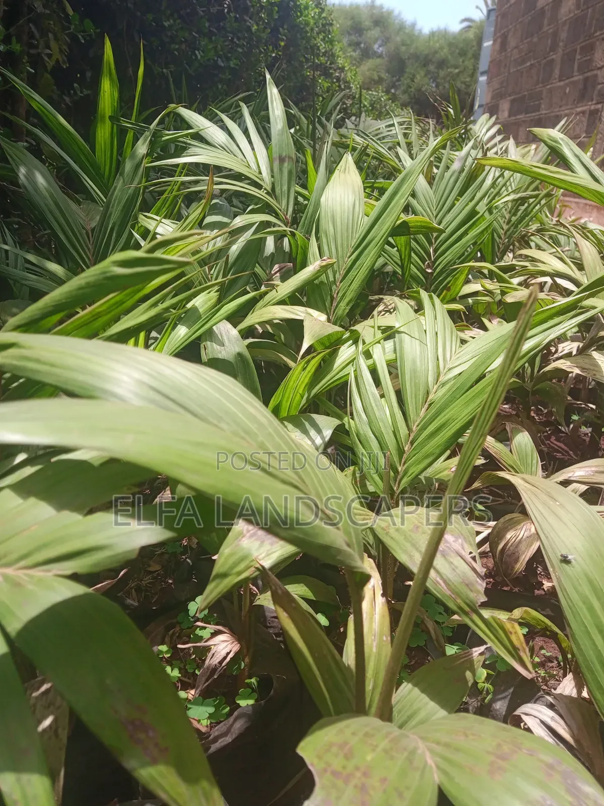 Seaforthia Palm Tree