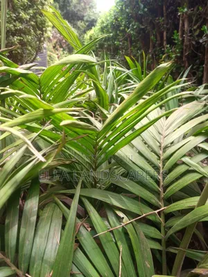 Seaforthia Palm Tree
