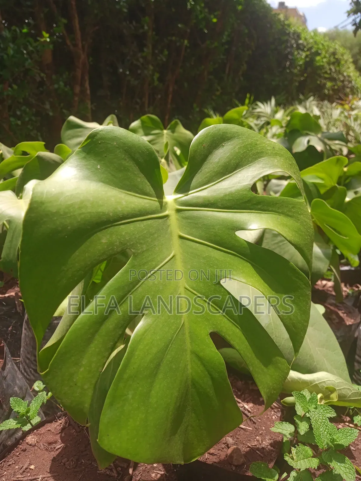 Monstera Indoor Plant