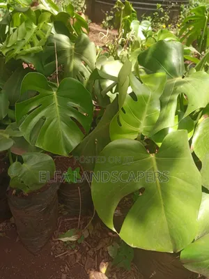 Monstera Indoor Plant