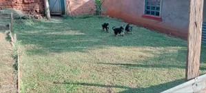 1-3 months Male Purebred German Shepherd
