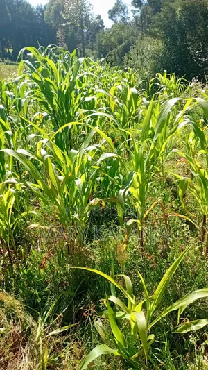 Plot at San Marco Settlement Scheme Rongai Nku County