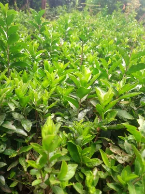 Kei Apple Seedlings