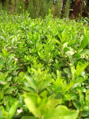 Kei Apple Seedlings