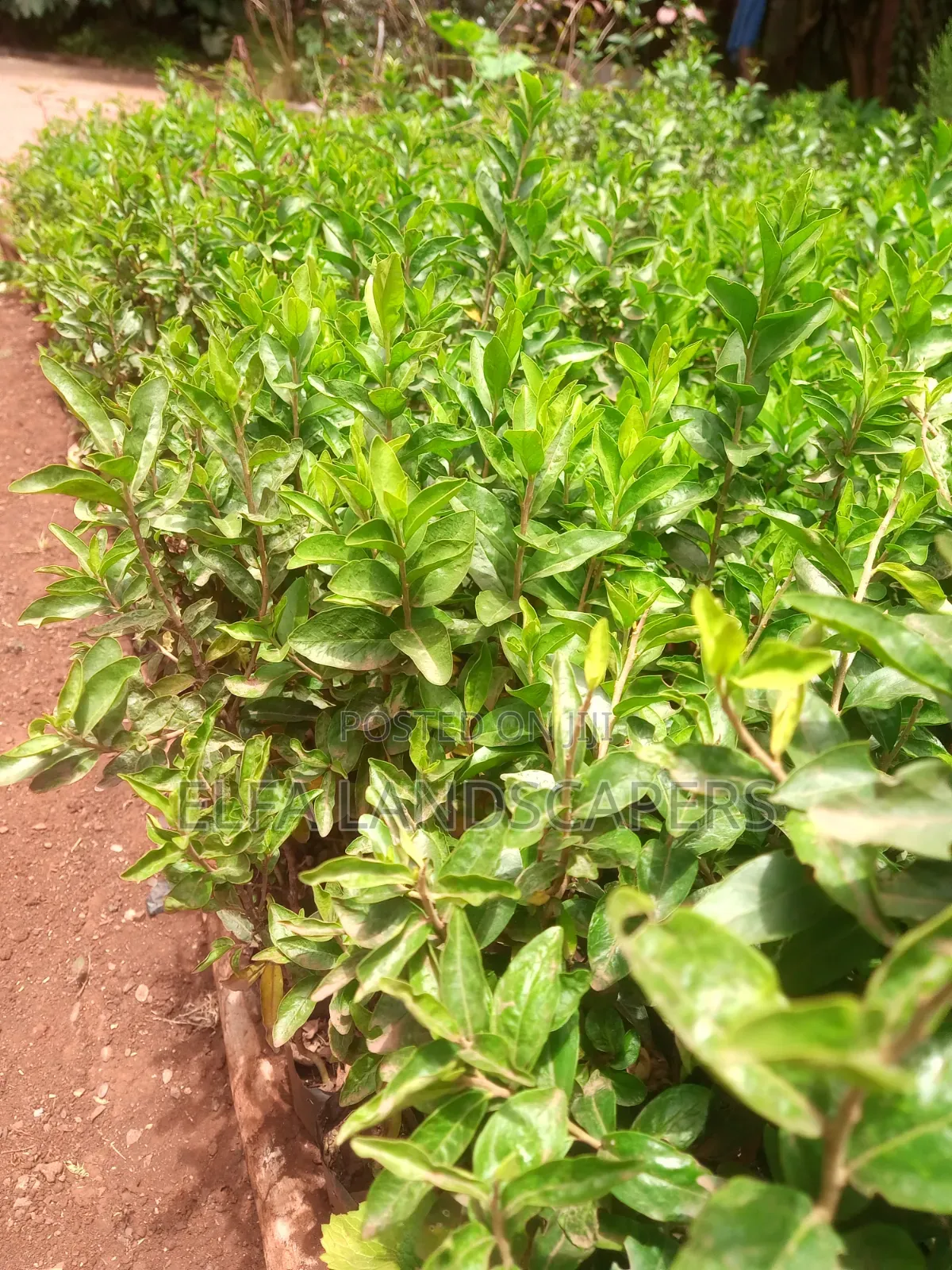 Kei Apple Seedlings