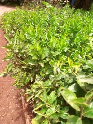 Kei Apple Seedlings
