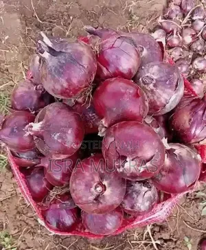 Red Onions Neptune F1.