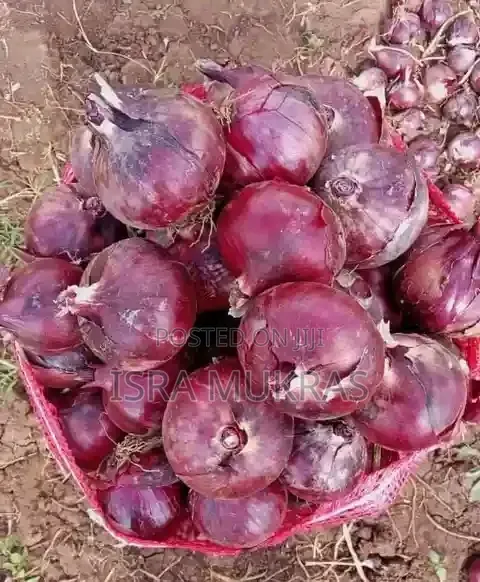 Red Onions Neptune F1.