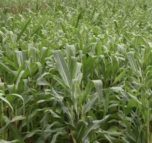 MURANGA MIRIRA-KAYUYU 100*100 Plot Near Kayuyu Dispensary