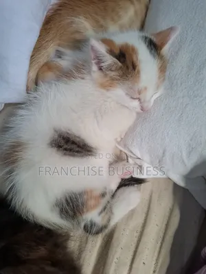 1-3 months Female Mixed Breed Cat