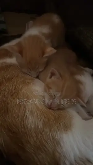 0-1 month Male Mixed Breed Cat