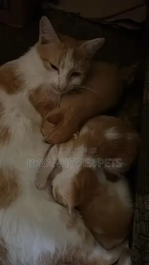 0-1 month Male Mixed Breed Cat