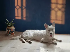 6-12 months Male Mixed Breed Japanese Spitz