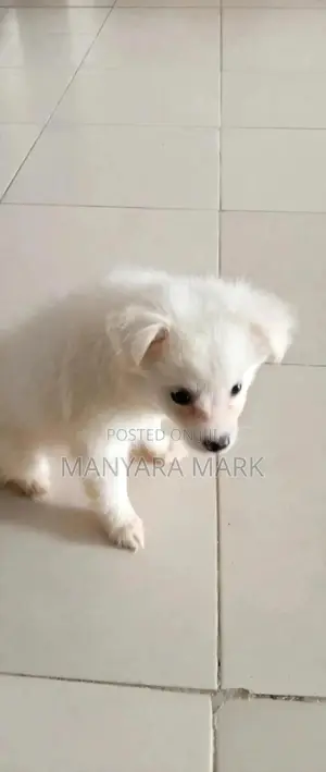 1-3 months Female Purebred Chihuahua
