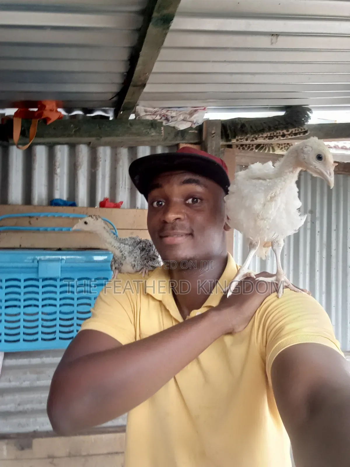 Turkey Poults