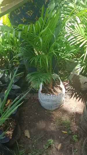 Golden Palm Mature Seedlings