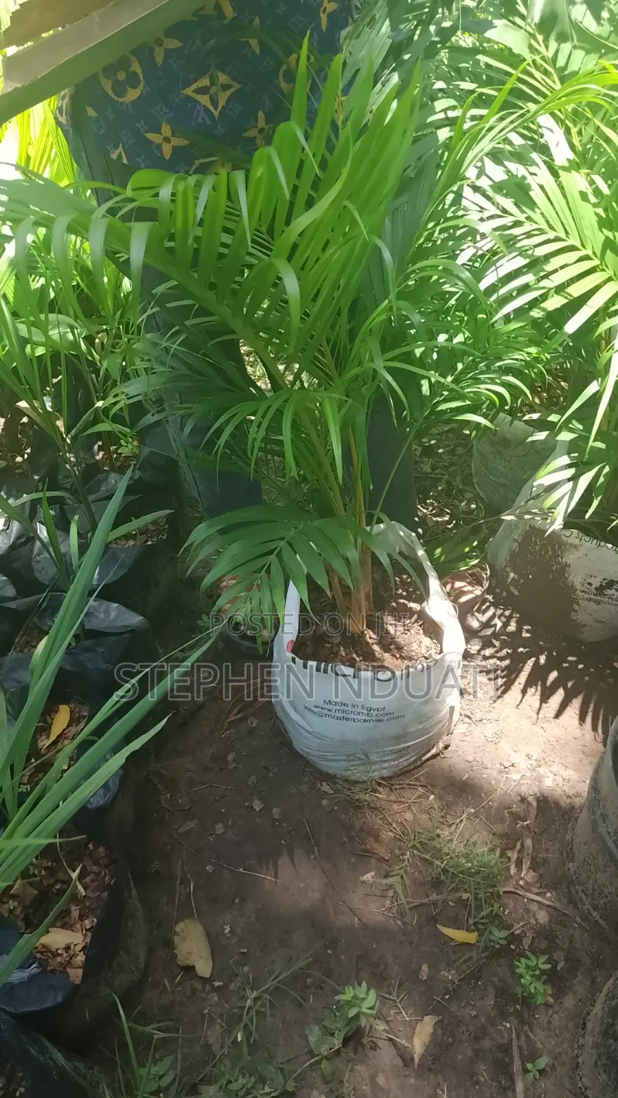 Golden Palm Mature Seedlings