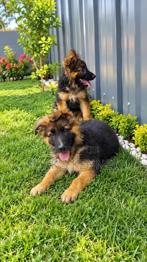1-3 months Male Purebred German Shepherd
