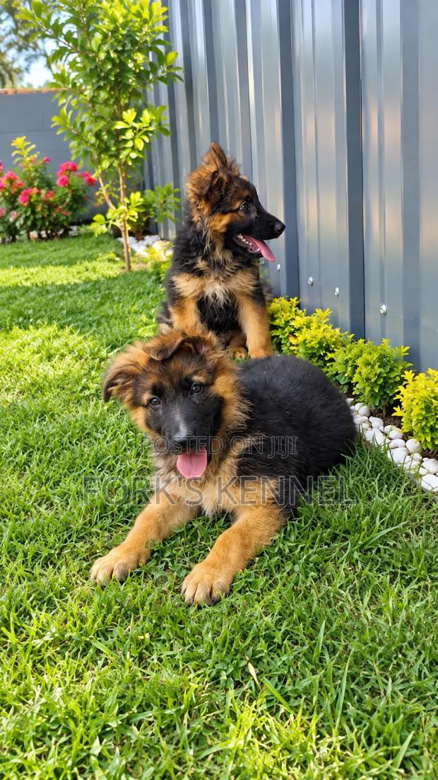 1-3 months Male Purebred German Shepherd - main view