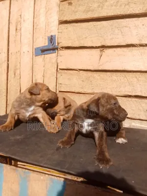 1-3 months Male Purebred Boerboel