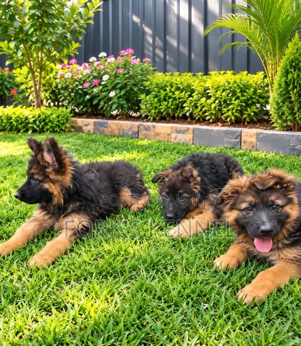 1-3 months Male Purebred German Shepherd