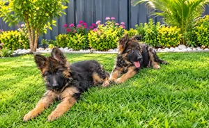 1-3 months Male Purebred German Shepherd