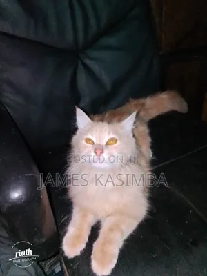 1+ year Male Purebred Persian